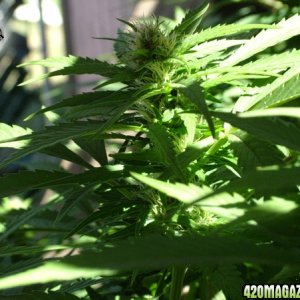 Grow Journal Updates 090406