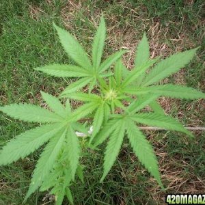 weed plant