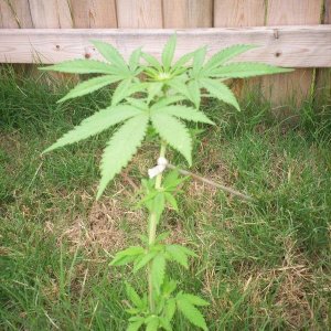 weed plant 2