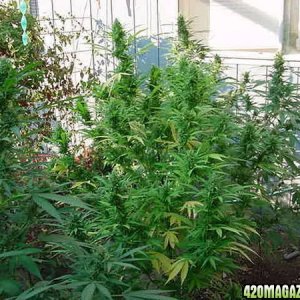 NL Bid Bud clones