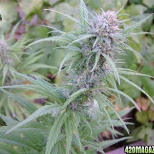 Grow Journal Updates 091406