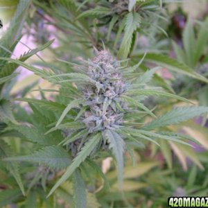 Grow Journal Updates 091406