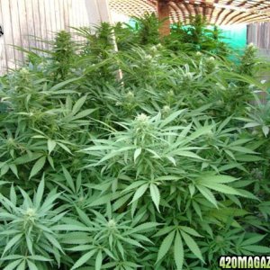 Grow Journal Updates 091406