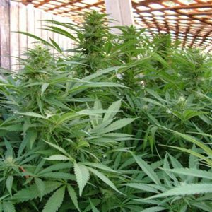 Grow Journal Updates 091406