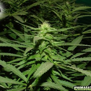 Grow Journal Updates 091406