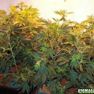 chronic plants