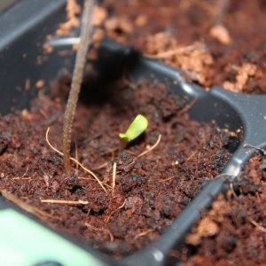 2 sprouts one seed