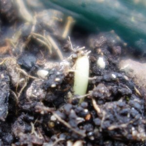 Mexican Sativa sprouted from the soil upside down