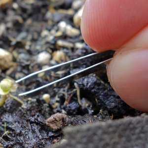 Mexican Sativa using tweezers to try and free seed case membrane