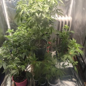 Veg tent reset