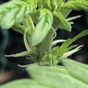 CBD Express auto, pistil closeup