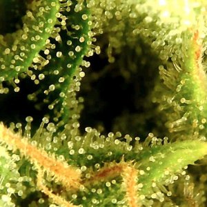 clear trichs.jpg