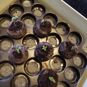 Seeds sprouted