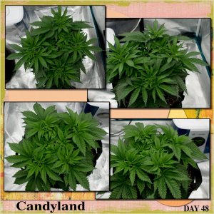 Candyland