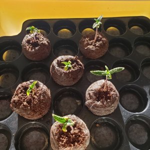 Seedlings