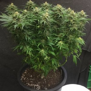 C99 x Blueberry day 71