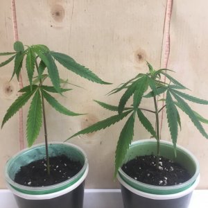 Gorilla Zkittlez clones