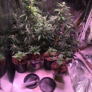 Veg Room