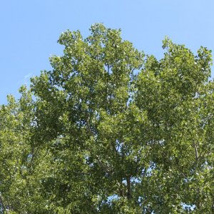 American Sycamores