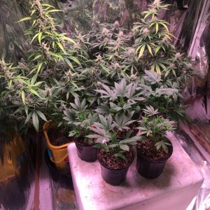 Veg Room