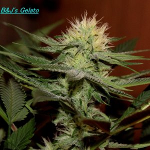 gelato1.jpg