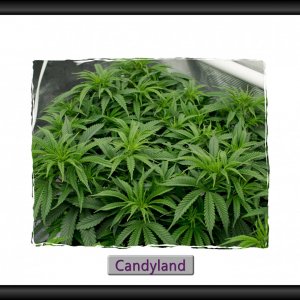 Candyland