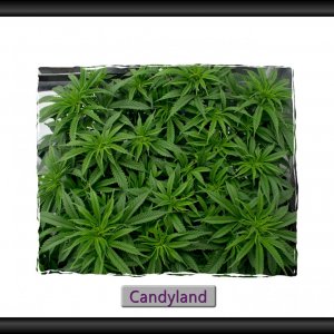 Candyland