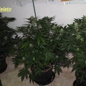 gelato5.jpg