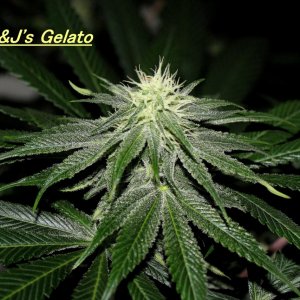 gelato6.jpg