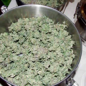 second harvest bud.jpg