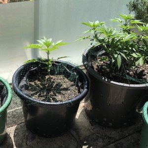 The Balcony girls