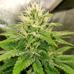 sundance-bodhi-seeds-hanfsamen-cannapot-order-online.jpg