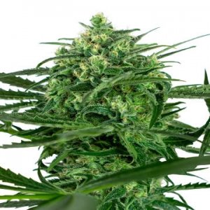 Amnesia-feminized-SensiSeeds-hanfsamen-cannabis-order.jpg