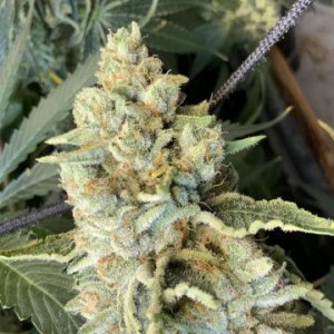 melon-tini-karmagenetics-regular-cannabisseeds-hanfsamen.jpg