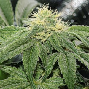 OG-Tini-seeds-karmagenetics-order-online-hanfsamen-weed.jpg