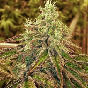 sweets-karmagenetics-order-online-hanfsamen-weedseeds.jpg