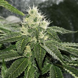 lemon-rado-regular-karmagenetics-hanfsamen-online-cannapot.jpg