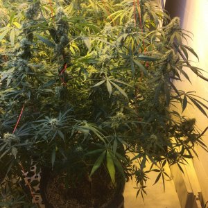 AK-47 Day 8 Drought