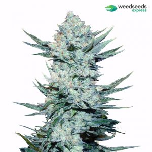 Weedseedsexpress GSC.jpg