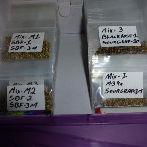 Seed Collection