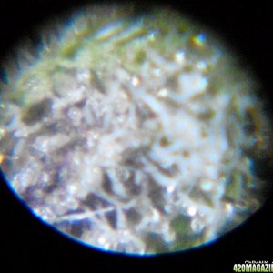 c99xpurps trichomes