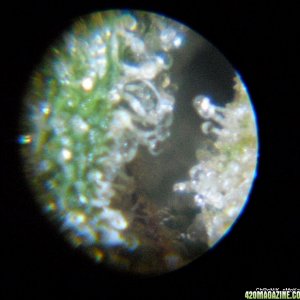 trichomes on c99xpurps