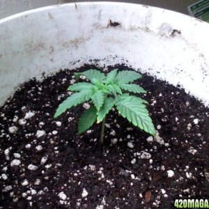 2nd grow