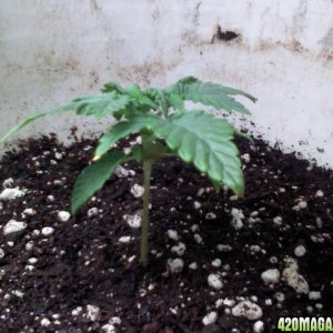 2nd grow