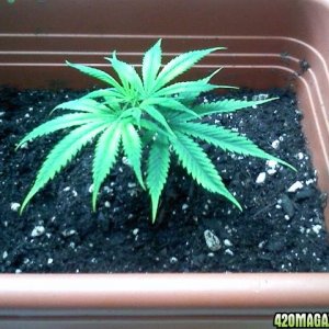 2nd grow