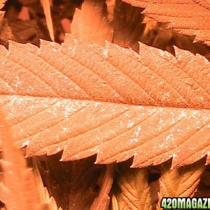 light yellow spots on fan leaves