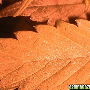 light yellow spots on fan leaves