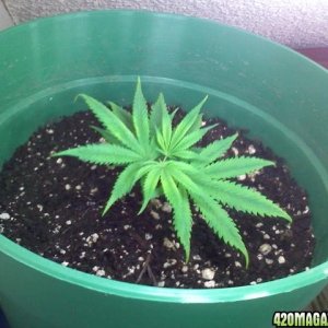 2nd grow