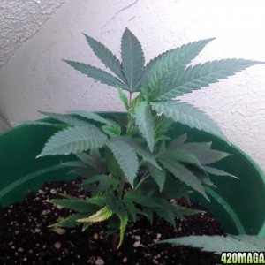 2nd grow