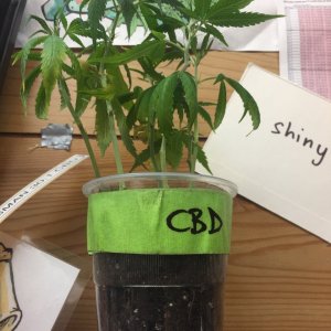 DrS.CBD30:1 cuts in a cup